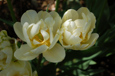 Tulpe_Casablanca_M_21877_95.jpg