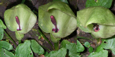 aronstab_garten-pur.jpg