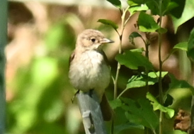 Vogel_220811_1.jpg