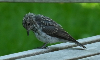 Vogel_220811_2.jpg