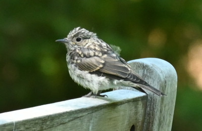 Vogel_220811_4.jpg