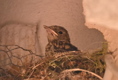 Grauschnäpper_Nest.jpg