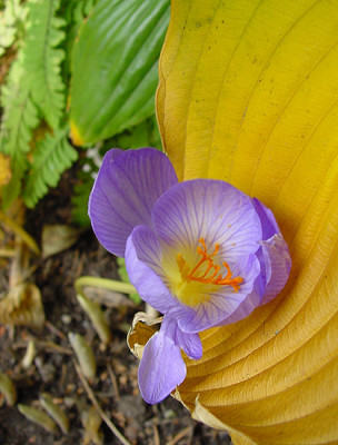Crocus_speci_ismene_1.jpg