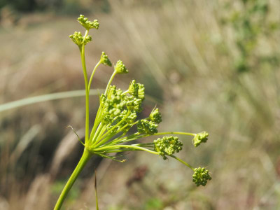 Peucedanum officinale P8110003.JPG