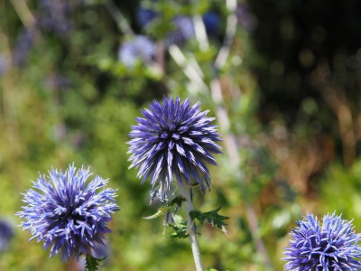 Echinops bannaticus P8110007.JPG