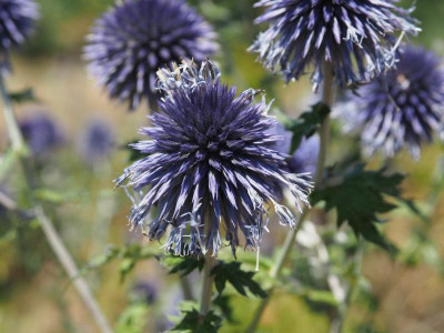 Echinops bannaticus P8110010.JPG