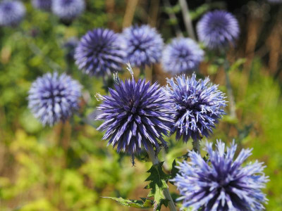 Echinops bannaticus P8110011.JPG