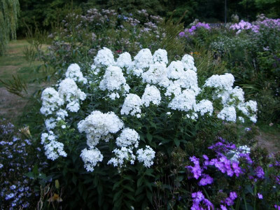 Phlox Weiße Wolke.jpg