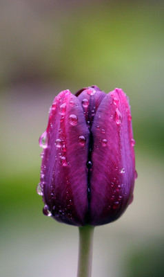 Tulpe-getropft.jpg