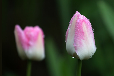 Tulpen-getropft.jpg