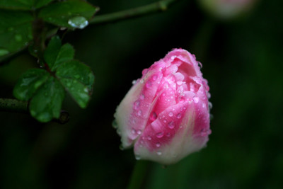 Tulpe-getropft-2.jpg