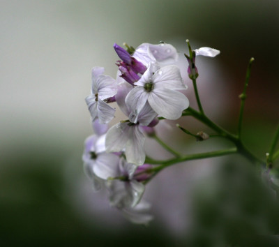 Lunaria-redidiva.jpg