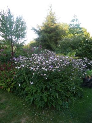 2022-08-12 Anemone 'Robustissima'.jpg