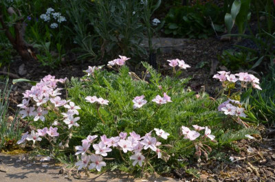 Erodium_absinthoides.var.amanum.22-3.jpg