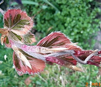 Rotrand-Buche.JPG