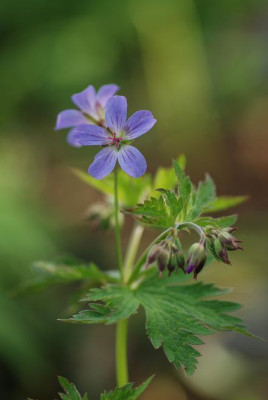 geranium_prelude_08.JPG