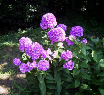 Phlox Lila Leuchtturm.jpg