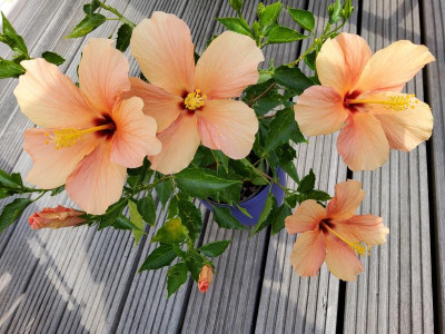 Hibiskus Cairo Apricot.jpg