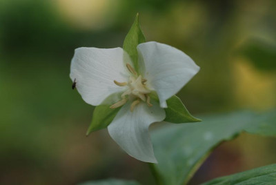 trillium_flex_08.JPG