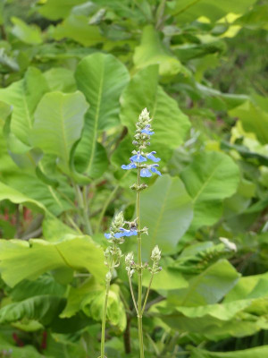 2022-08-13 Salvia uliginosa.jpg
