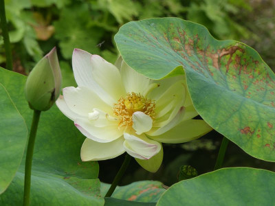 2022-08-13 Nelumbo 2.jpg