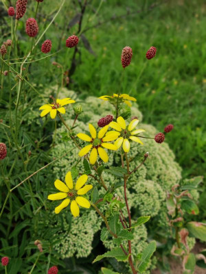 IMG_20220813_105117_Bokeh.jpg
