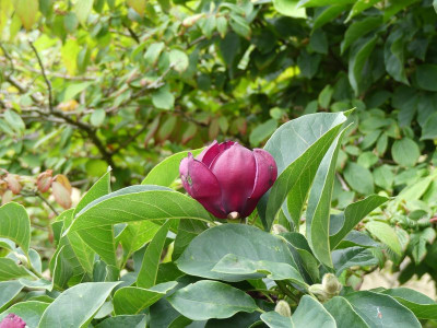 2022-08-13 Magnolia 'Genie'.jpg