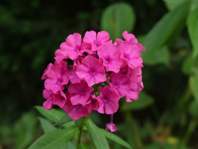2022-08-13 Phlox Sämling 2.jpg