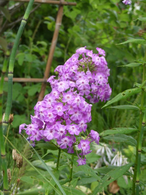 2022-08-13 Phlox Sämling 1.jpg