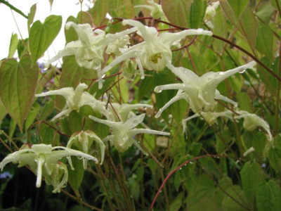 02.05.08_1235_Epimedium_cremeum.JPG