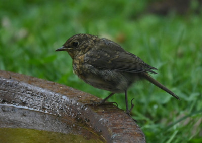 Vogel_220814_1.jpg