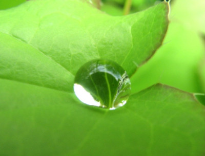 glass_onion.JPG