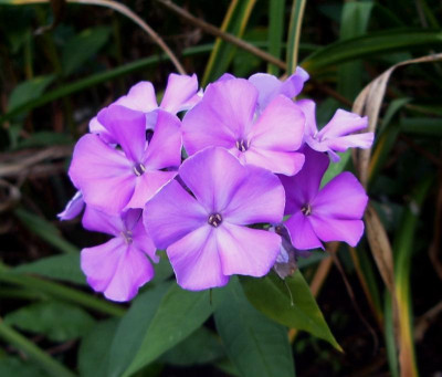 Phlox Ocharovanie.jpg