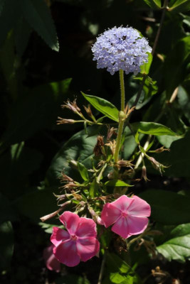 IMG_7140.JPG