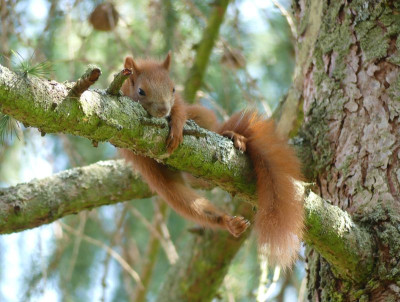 2022-08-14 Eichhörnchen 2.jpg