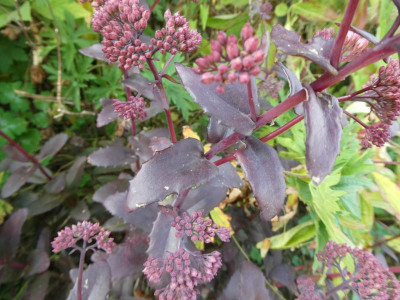 Purple Emperor Blatt.JPG