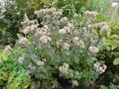 Sedum Einfahrt gelb.JPG