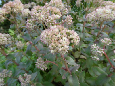 Sedum Einfahrt gelb nah.JPG