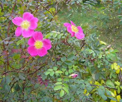 Rose_Blueten-k.jpg