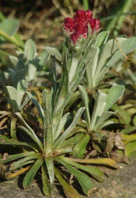 Antennaria_tiefrot.jpg