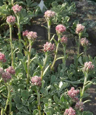 Antennaria_normal.jpg