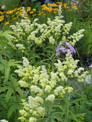2022-08-14 Solidago 'Super'.jpg