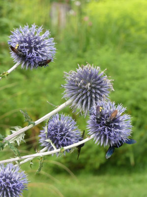 2022-08-14 Echinops ritro 1.jpg
