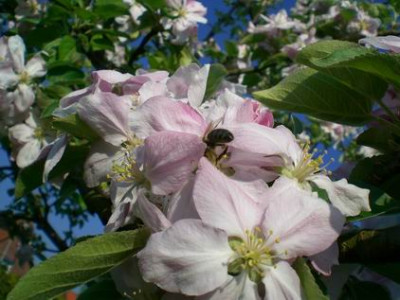 Obstblute_Mai_2007_.jpg