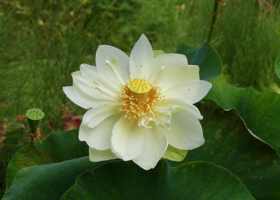 2022-08-14 Nelumbo 2.jpg