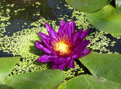 2022-08-14 Nymphaea 'Purple Fantasy'.jpg