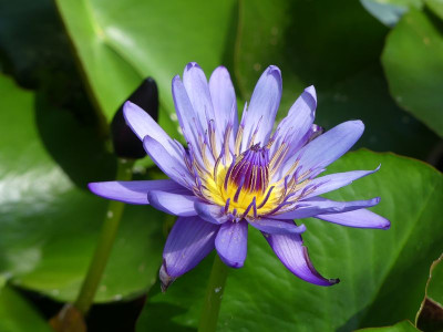 2022-08-14 Nymphaea 'Purple Thamanoon' 1.jpg