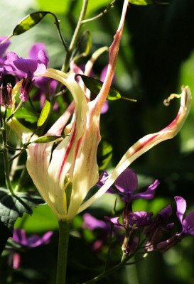 tulipa_acuminata_pur_2008-05.jpg