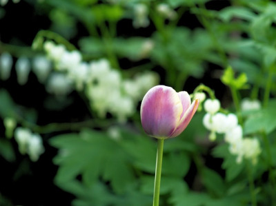 tulipa_atlantis_2008-04_pur.jpg