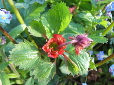 DSCF0429.JPG